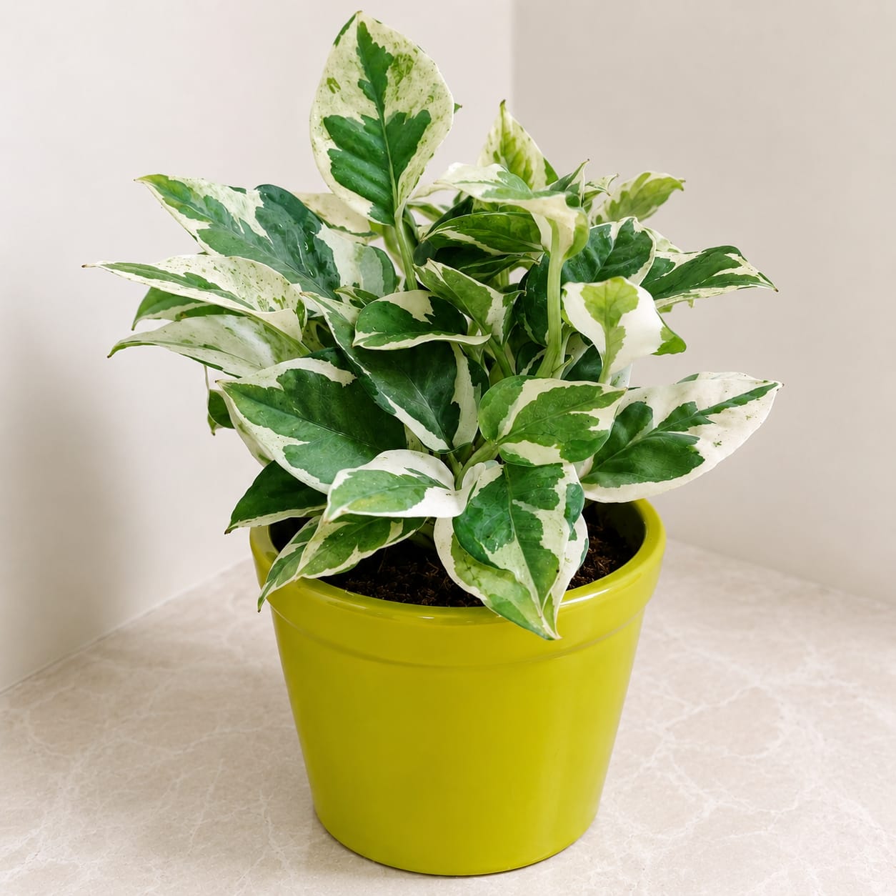 Devil's Ivy